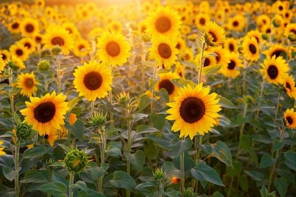 Oil Making Process Of Sunflower