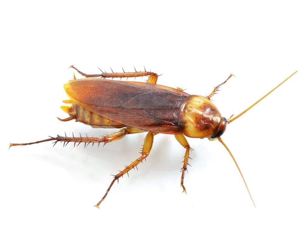 Let the Hunt Begin – Promising Methods to End Cockroach Intrusion