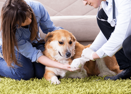 Summertime Safety Tips for Your Pets While You Have Them on Pet Sitting Services