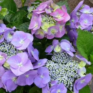 Best Get Well Soon Flowers
