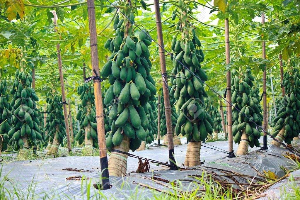 Papaya Cultivation