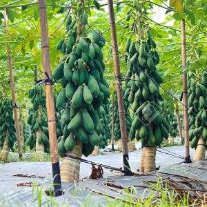 Papaya Cultivation