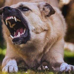 Dangerous Dog Breeds