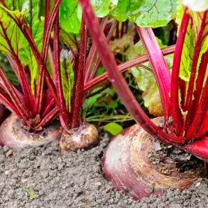 Beetroot Farming