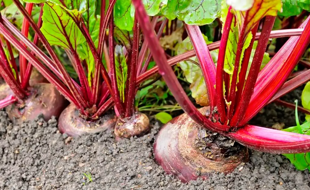 Beetroot Farming – Necessary Steps For Higher Profits