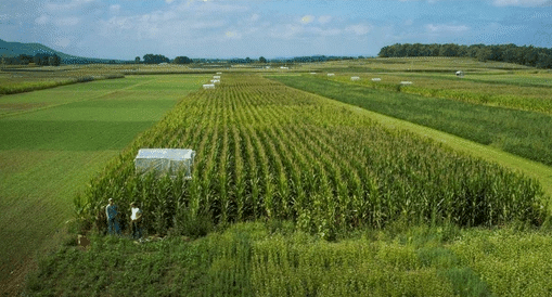 Challenges Involved in Cover Cropping and How to Mitigate them Challenges Involved in Cover Cropping and How to Mitigate them