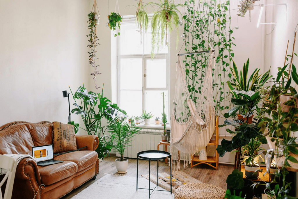 Indoor Plants