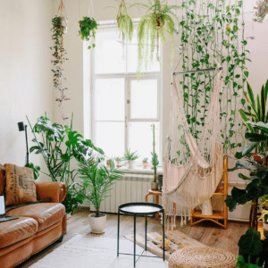Indoor Plants