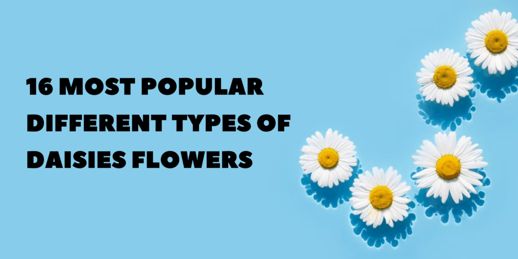 16 Most Popular Different Types of Daisies Flowers – Global Rose