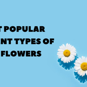 16 Most Popular Different Types of Daisies Flowers &ndash; Global Rose