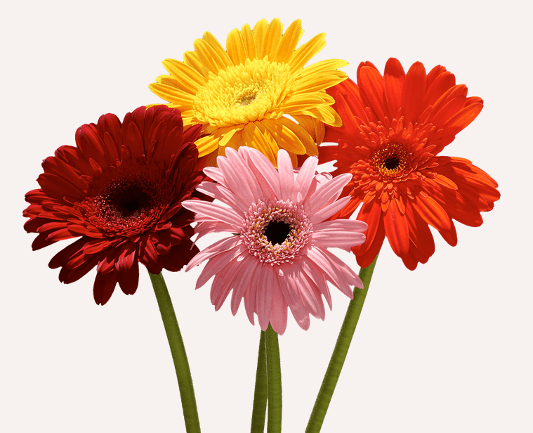 16 Most Popular Different Types of Daisies Flowers – Global Rose