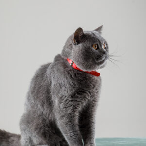 Smart Cat Collars