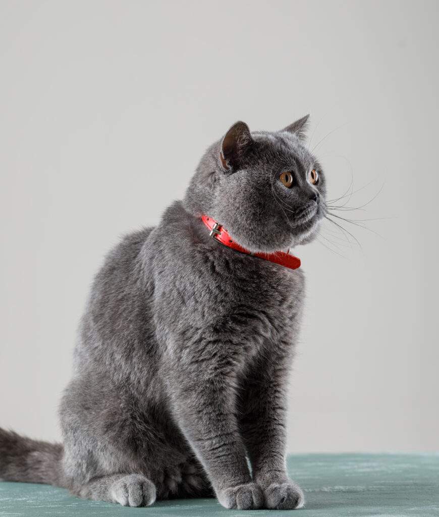 Smart Cat Collars