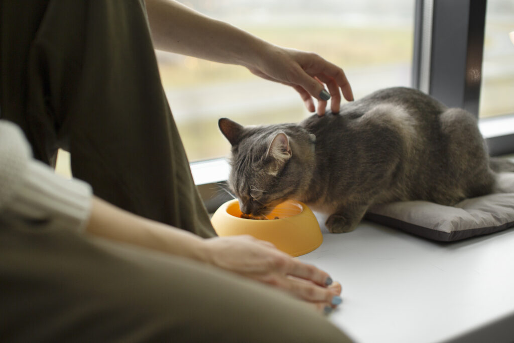 Foods That You Shouldn’t Give To Your Cat