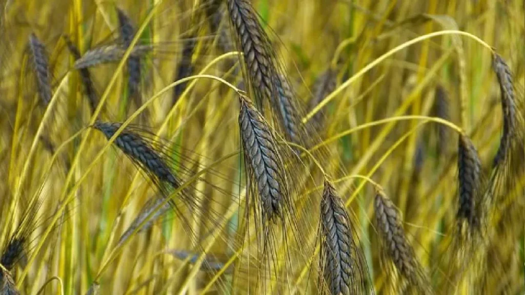 A Closer Guide to Black Wheat Farming in India
